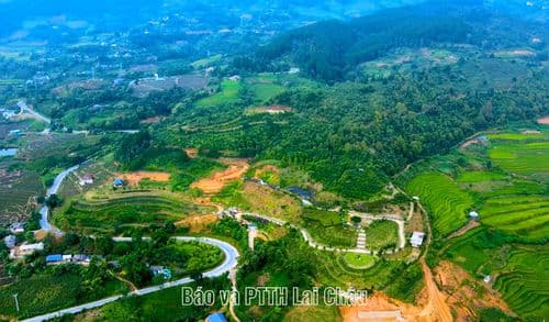 Nỗ Lực Hồi Sinh "Vương Quốc" Bách Xanh Tại Lai Châu: Bảo Tồn Di Sản Gỗ Quý Phương Bắc
